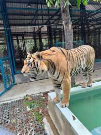 泰國必來景點 老虎園 Pattaya tigerpark  