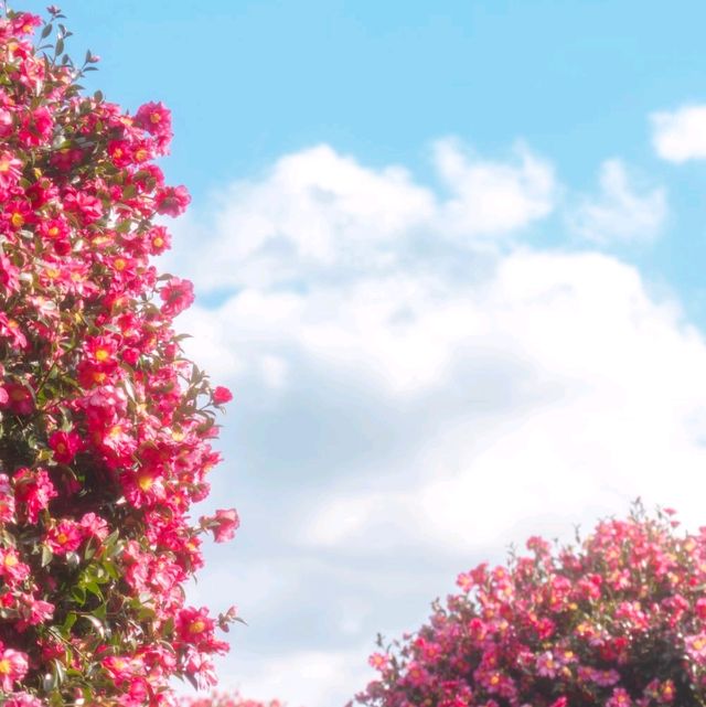 🌺동백 성지 위미리 동백수목원🌺