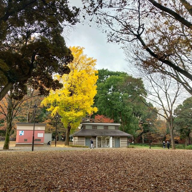 ใบไม้เปลี่ยนสีที่โตเกียว...Ueno Park