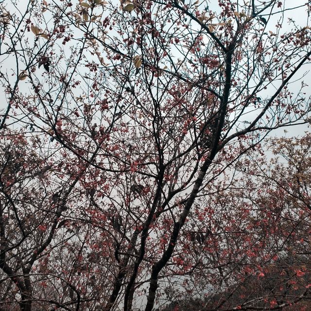 嘉道理農場暨植物園