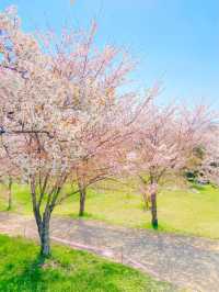 벚꽃 최애 스팟, 사천 선진리성🌸