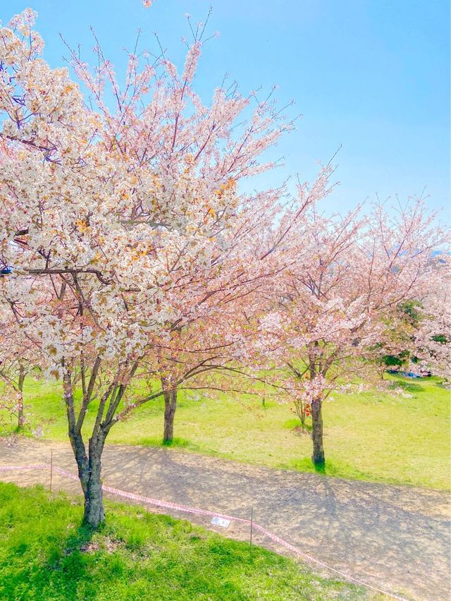 벚꽃 최애 스팟, 사천 선진리성🌸