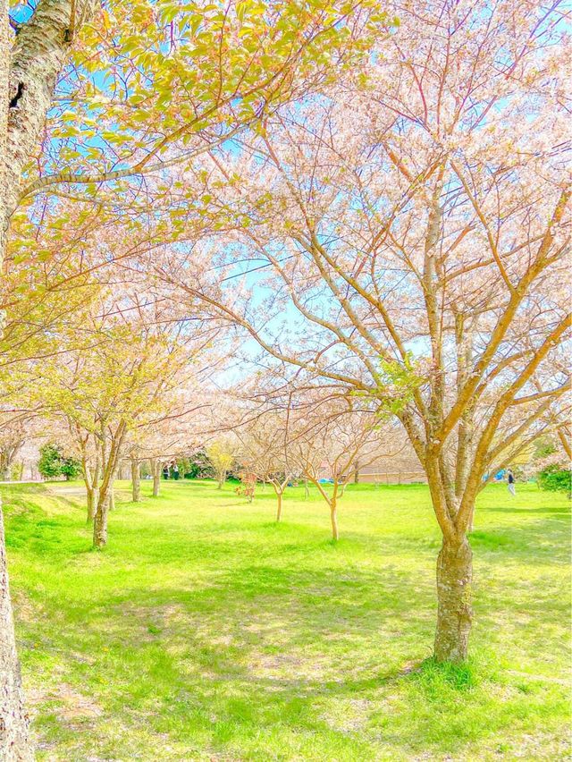 벚꽃 최애 스팟, 사천 선진리성🌸