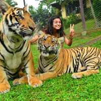 Tiger kingdom phuket Thailand 