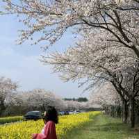 유채꽃과 벚꽃을 한눈에 볼수있는 제주 녹산로🌼🌸