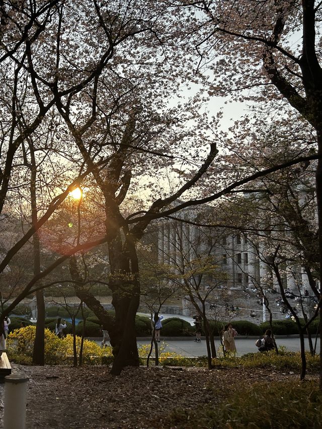 꽃놀이 명소 경희랜드! 