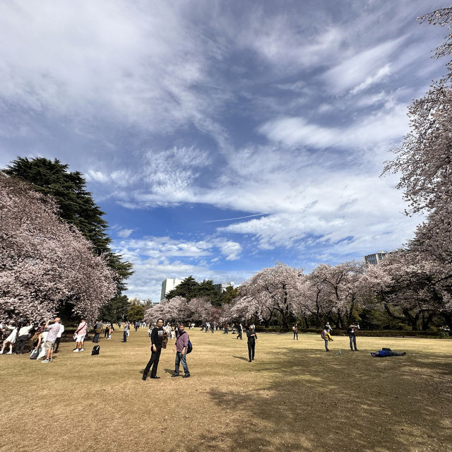 到新宿御苑看櫻花🌸 到新宿御苑看櫻花🌸