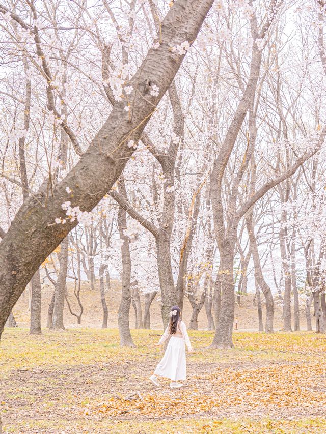 🌸내년에 꼭 가야할 [경주, 벚꽃 모음집]🌺