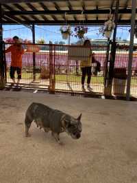 Puppy farm - cutest puppies in Dalat 