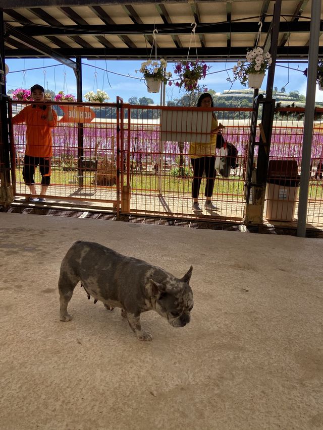 Puppy farm - cutest puppies in Dalat 