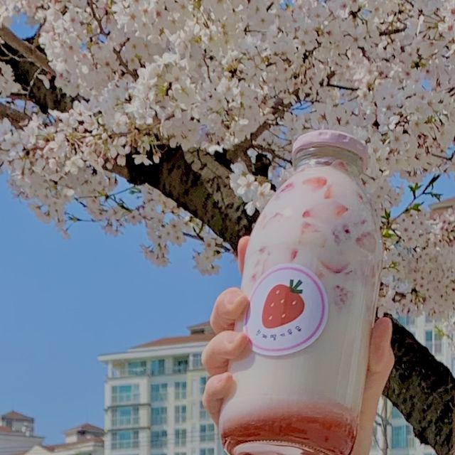 🌸韓國賞櫻🌸 - 鎮海軍港節 