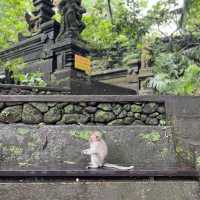 Ubud 聖猴公園