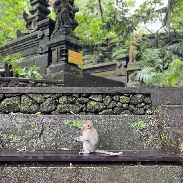 Ubud 聖猴公園