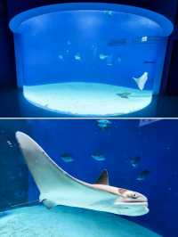 【桃園】X-PARK 水族館：沉浸式體驗海洋世界