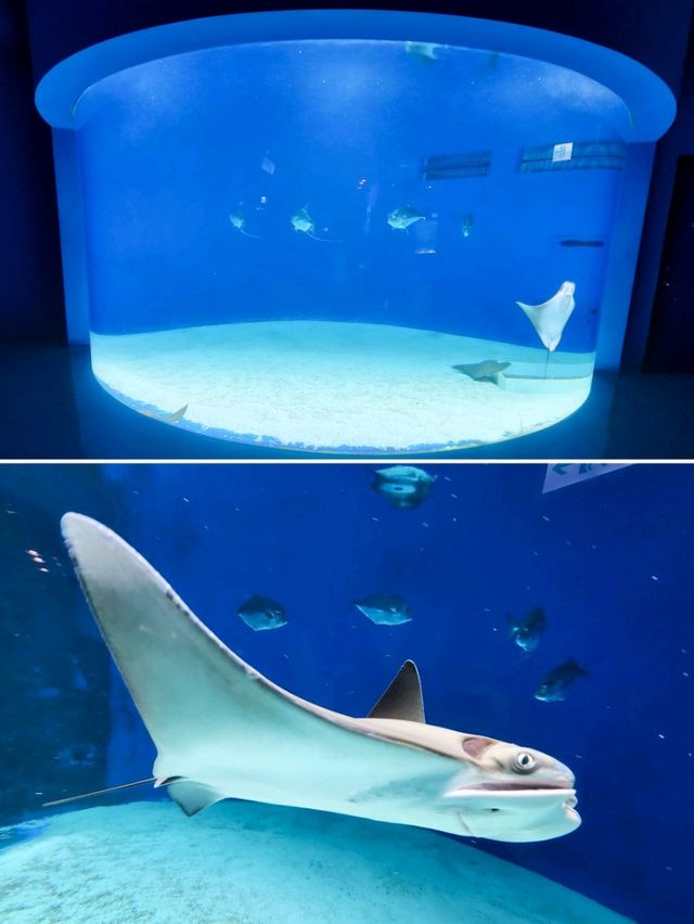 【桃園】X-PARK 水族館：沉浸式體驗海洋世界