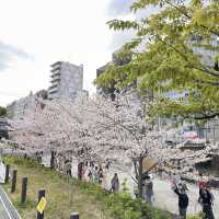 淺草、隅田公園🌸、晴空塔散策