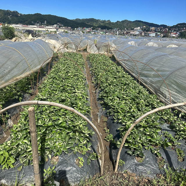 Strawberry - cool place 🥰