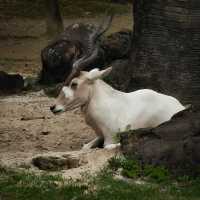 臺北市動物園｜多元化的園區｜