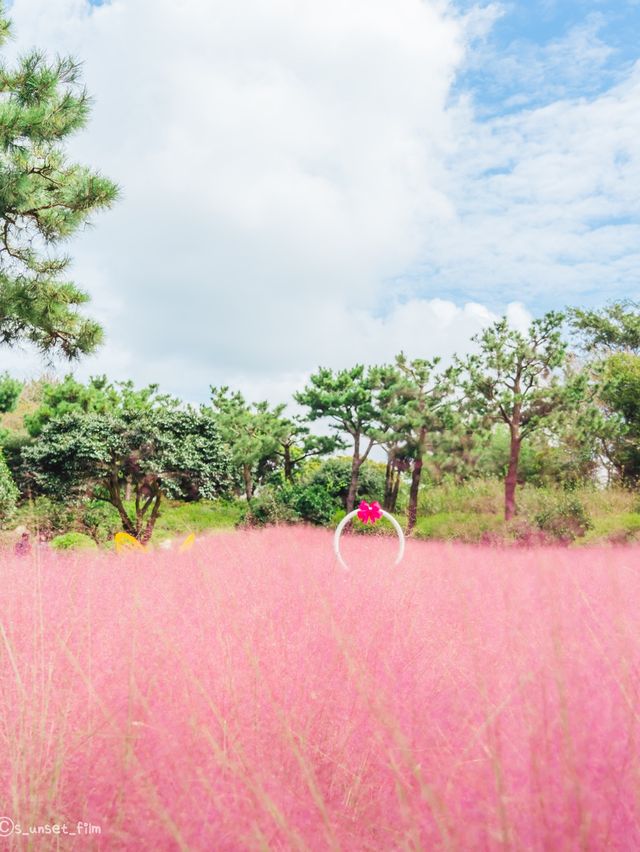 🎀가을 아름다운 분홍빛의 꽃 천국 [제주, 휴애리자연생활공원] 🍁