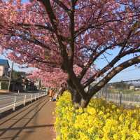 三浦海岸の河津桜に一足早い春を探す旅
