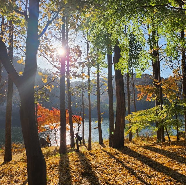 Nami Island:Fall Vibes in Winter Sonata Land