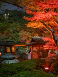 【これが無料で見れる！？🍁】八芳園で開催中の紅葉ライトアップが美しすぎる！✨