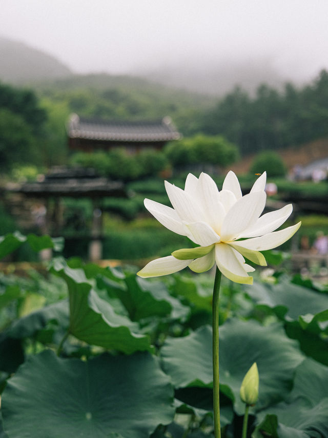 산청 수선사, 비오는 날 다녀오기 좋은 경남 여행지