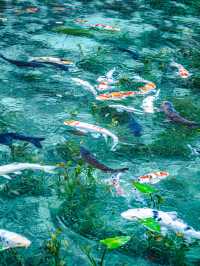 絵画のように美しい池 (岐阜県関市)