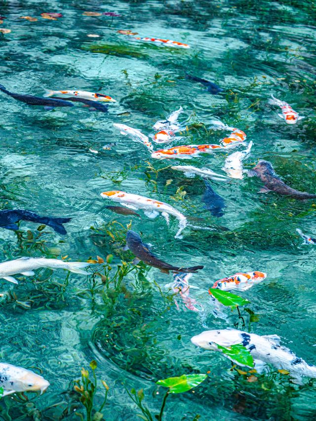 絵画のように美しい池 (岐阜県関市)