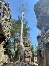 Ta Prohm Temple_in Tomb Rider Movie