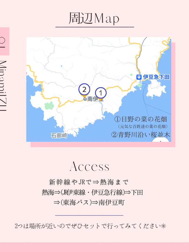 ひとあし先に楽しめる💫桜×菜の花の絶景！🌸