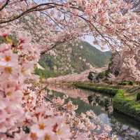 Cherry Blossom in Japan