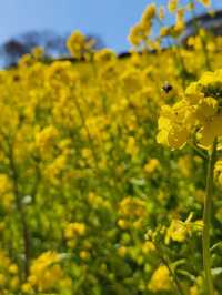 【春を先取り🌼マザー牧場の菜の花畑】