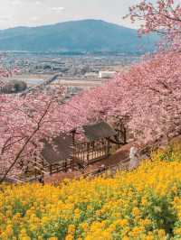 Matsuda Sakura Festival ชมซากุระบานก่อนที่สวยสุด