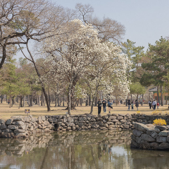 알새우칩 시즌 목련 명소 경주 대릉원