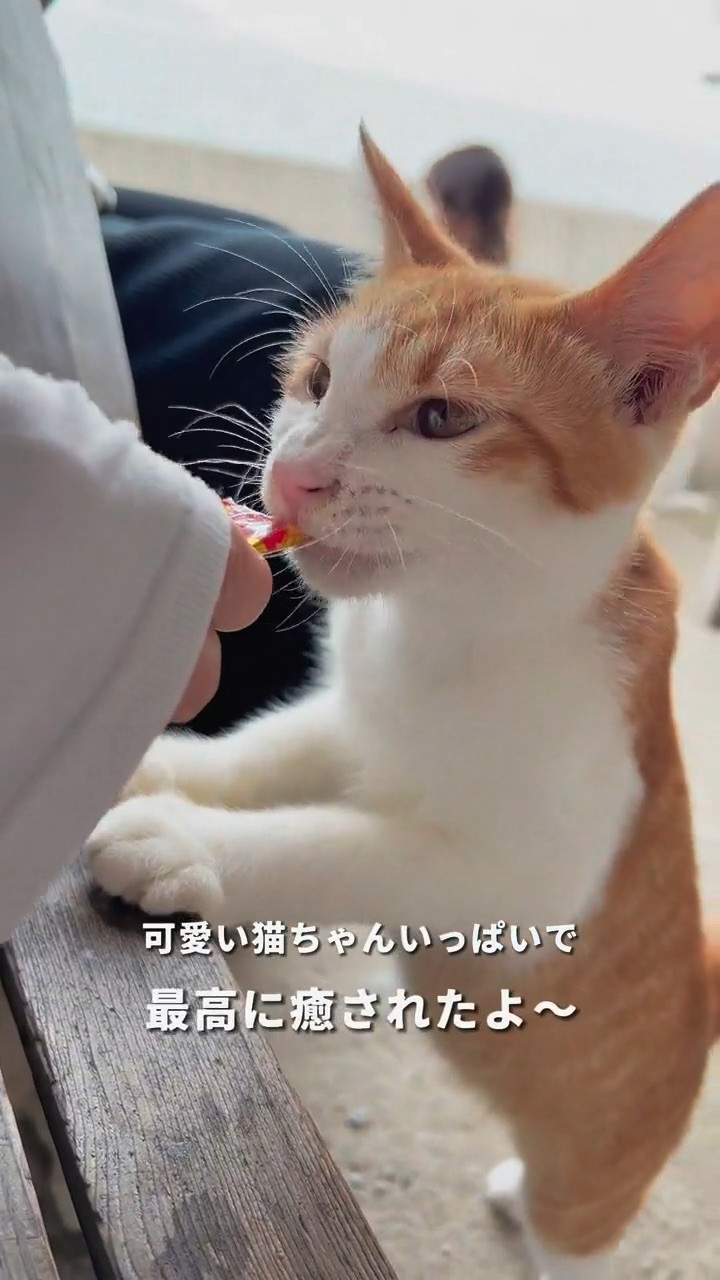 香川】一度は行きたい！とび猫で有名なあの島へ🏝️ | Trip.com 多度津町