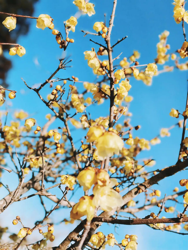 【秩父】宝登山でロウバイと梅の花を楽しむ🌸