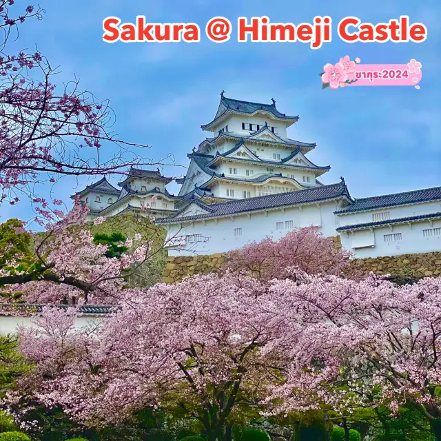 Sakura @ Himeji Castle 🌸🌸