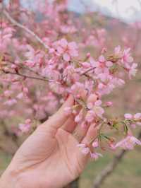 เชียงใหม่ก็มีดอกซากุระ 🌸