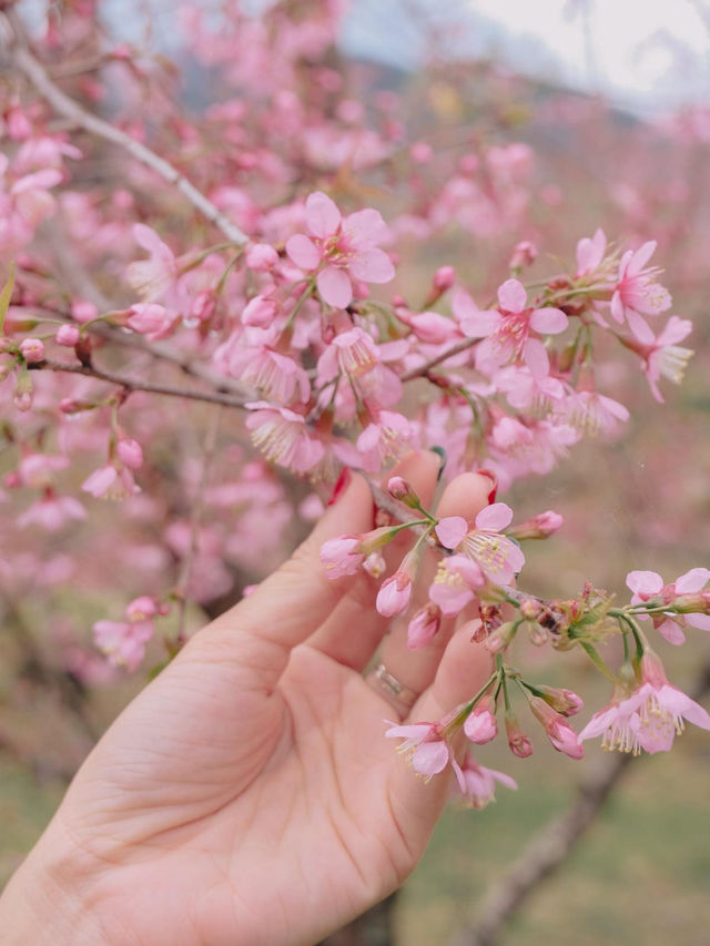 เชียงใหม่ก็มีดอกซากุระ 🌸