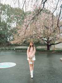 東京｜上野公園 櫻花盛開 日韓春天好去處🌸