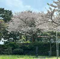 🌸🌸🌸 꽃길을 걸으세요 ‘용한로 소공원’