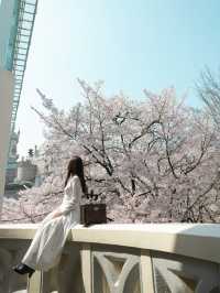 【ソウル】お城と桜のツーショットが撮れる可愛すぎるスポット♡