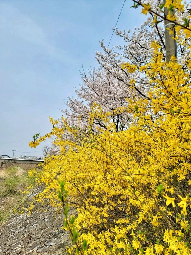 지금 원주천엔 벚꽃물결이 한가득🌸