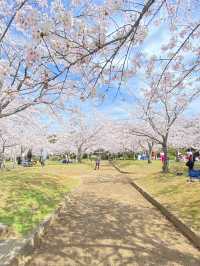 桜満開