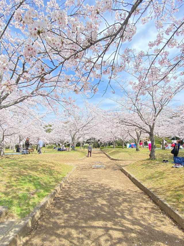 桜満開