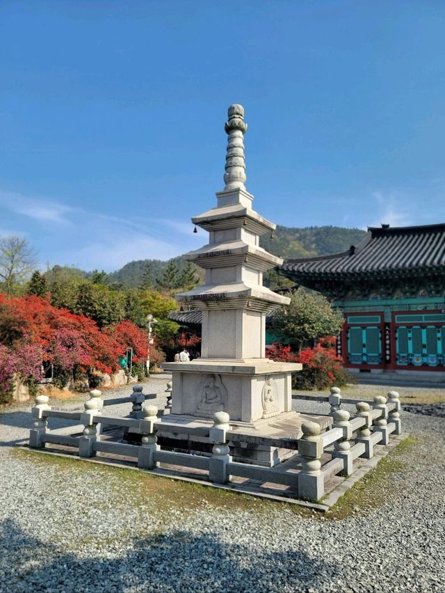 제1회 서부해당화 봄꽃축제🌸
