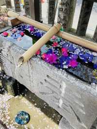 【嚴島神社/神奈川県】インパクトある桜がお出迎え