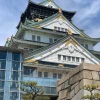 Hanami at Osaka Castle with Locals