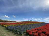 【北海道】これからオンシーズン！北海道の花畑